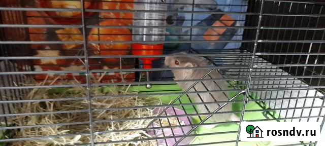 Песчанка Киров - изображение 1