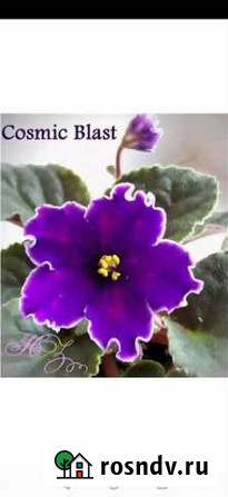 Фиалка Cosmic Blast Воскресенск - изображение 1