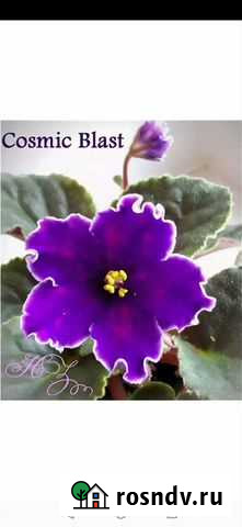 Фиалка Cosmic Blast Воскресенск - изображение 1