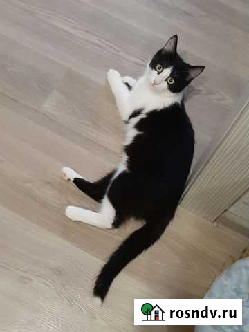 Котёнок. 4 мес. Мальчик. Кастрированный Волжский - изображение 1