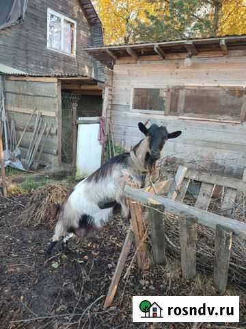 Коза козочка Вологда - изображение 1