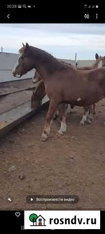 Лошади Пригорск - изображение 1