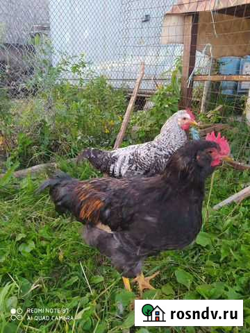 Петушок, 6 мес Лотошино - изображение 1