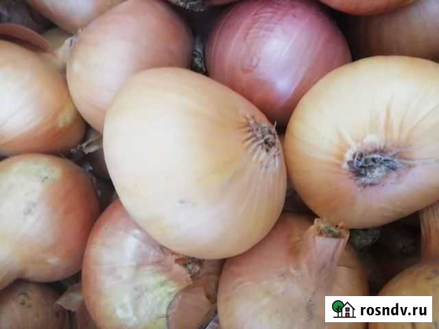 Лук Воронеж - изображение 1