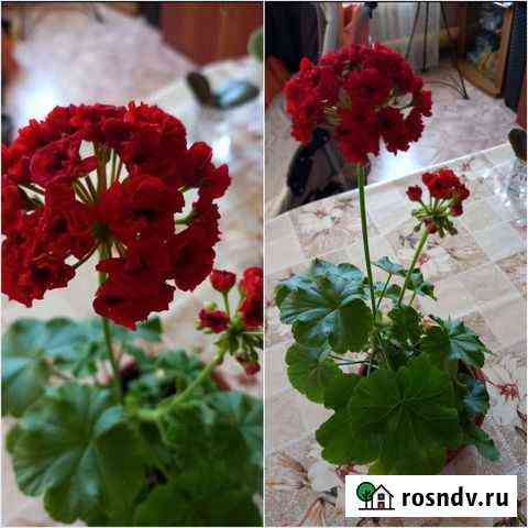 Пеларгония Казань