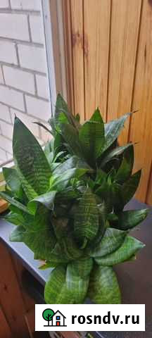 Продам сансивьерию (лисий хвост ) Воронеж - изображение 1