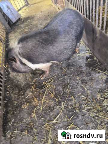 Вьетнамская вислобрюхая свинья Крапивинский - изображение 1