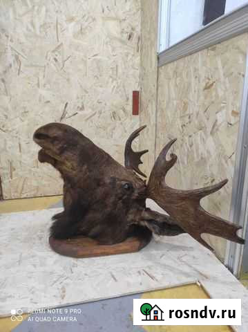 Чучело головы лося Саянск - изображение 1