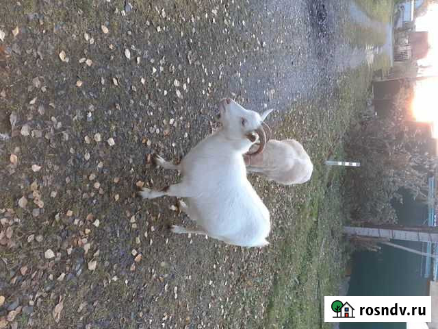 Продам двух коз Кемерово - изображение 1