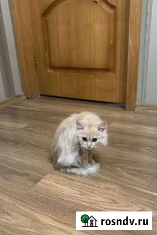 Котенок в дар Воскресенское - изображение 1