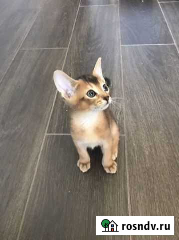 Абиссинские котята с документами Москва - изображение 1