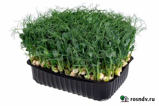 Микрозелень горох, свекла, редис, крест-салат, рук Старая Станица - изображение 1