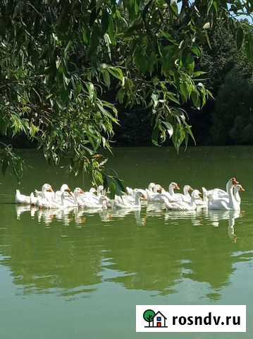 Гуси. Петушки и Молодки. Овца Столбовая - изображение 1