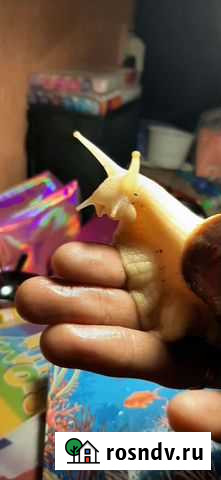 Улитки ахатины бесплатно Волгодонск - изображение 1