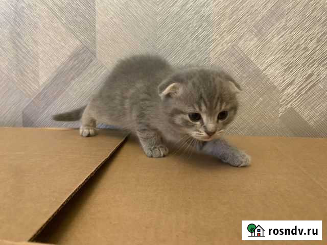 Шотландская Кокошкино - изображение 1