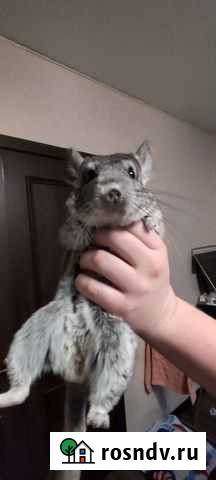 Шиншилла Челябинск - изображение 1