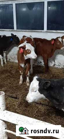 Бычки,тёлочки симменталы и помесь с симменталом Панкрушиха - изображение 1