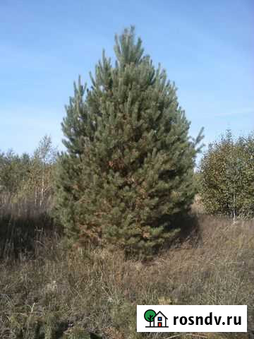 Продаю сосна крупномер 2-6м посадка гарантия Нижний Новгород - изображение 1