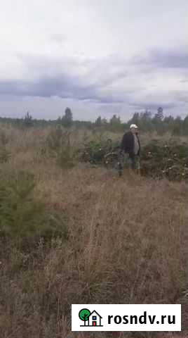 Сосна Оптом Омск - изображение 1