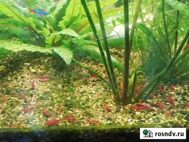 Креветки вишня Клин - изображение 1