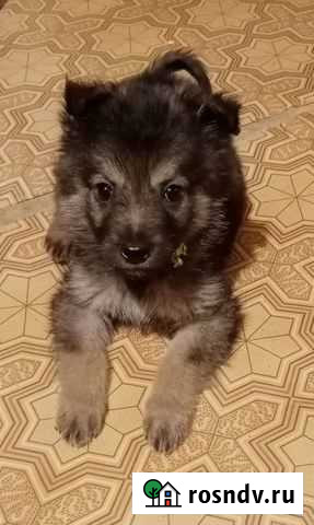 Щенки Старый Оскол - изображение 1