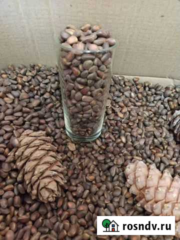 Орех кедровый отборный, урожай 2021 Елань - изображение 1