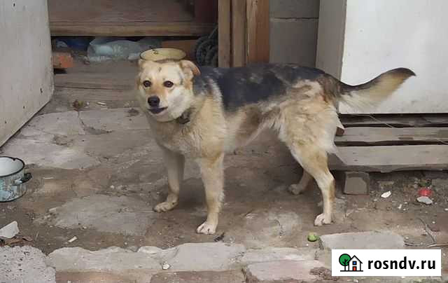 Собака Зеленодольск - изображение 1