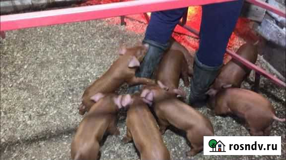 Поросята Дюрок чистокровные. Семя хряка Александро-Невский - изображение 1