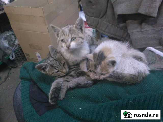 Отдам котенка Санкт-Петербург - изображение 1