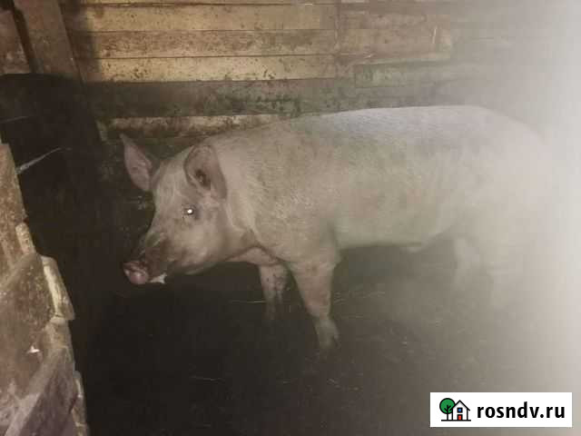 Хряк породы свинобык Асекеево - изображение 1