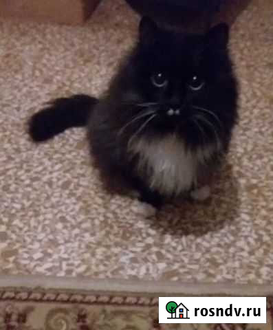 Пушистый сибиряк, 2 года, ласковый Омск - изображение 1