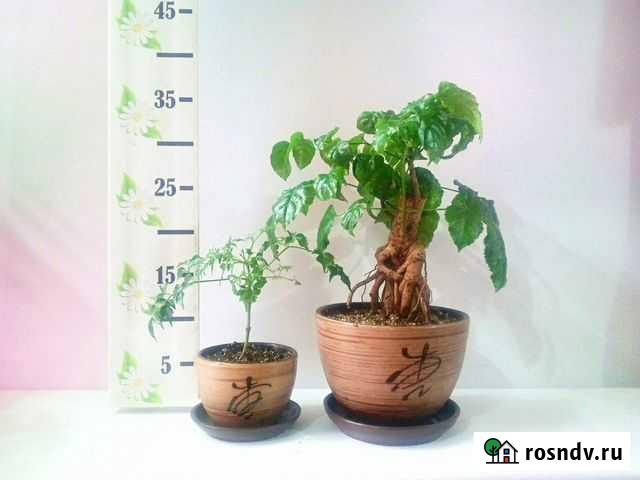 Бонсай Китайское изумрудное дерево Челябинск - изображение 1