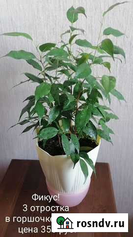 Цветы Фикус. Хамедорея. Замиокулькас. Спатифиллум Уфа - изображение 1