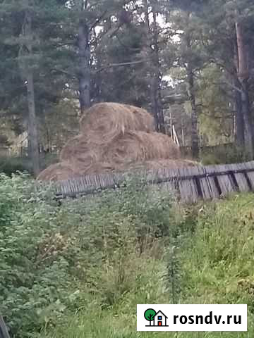 Сено Салаир - изображение 1