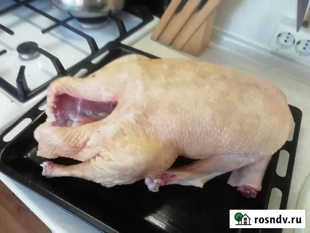 Продам мясо гуся Великий Новгород - изображение 1