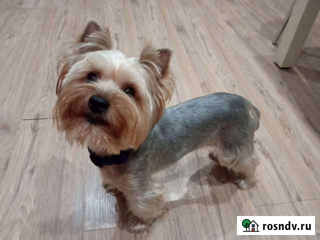 Йоркширский терьер вязка Железногорск - изображение 1