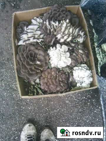 Гриб вешенка Кропоткин - изображение 1