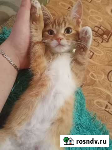 Котята в добрые руки Челябинск - изображение 1