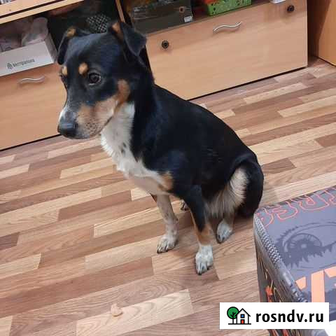 Найдена умнейшая Собака Челябинск - изображение 1