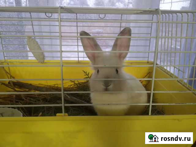 Декоративные кролики Астрахань - изображение 1