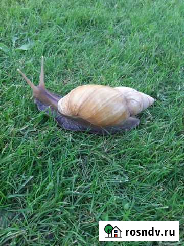 Улитка Ахатинец Тольятти - изображение 1