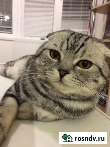 Шотландские котята - мальчики и девочки Уфа - изображение 1