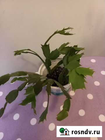 Декабрист Миасс - изображение 1