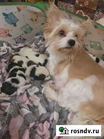 Бивермалыши для души Москва - изображение 1