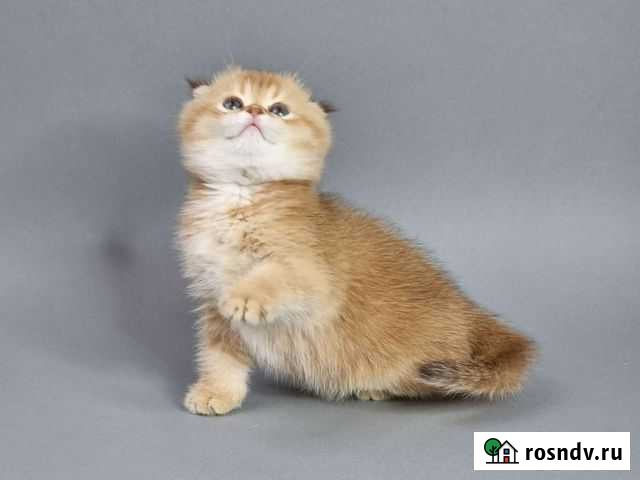 Шотландские золотые котята Москва - изображение 1