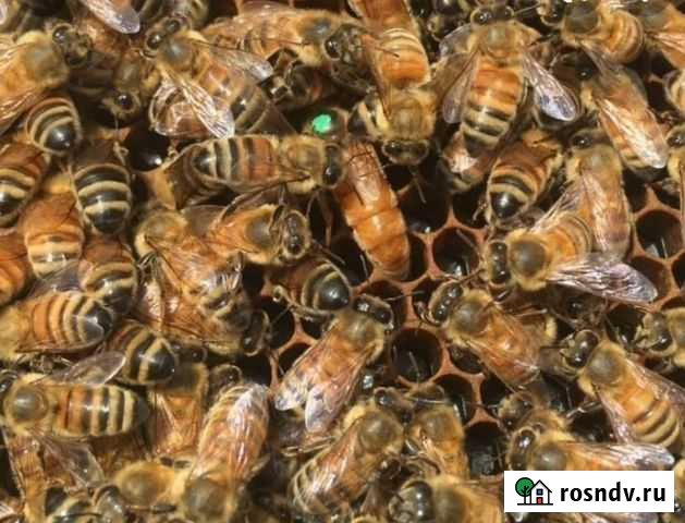 Матки бакфаст от Михаила Гращенко Челябинск - изображение 1