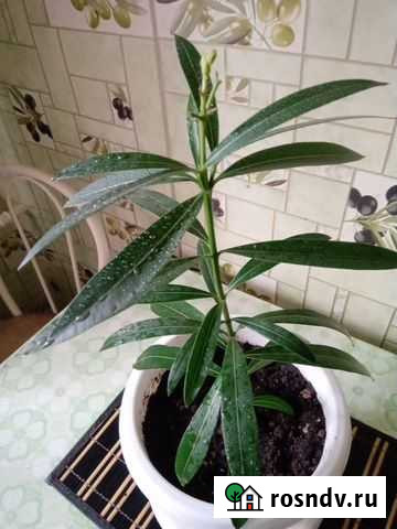 Комнатные цветы Омск - изображение 1