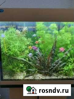 Аквариумные растения Дзержинск - изображение 1