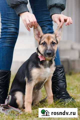 Щенок Самара - изображение 1