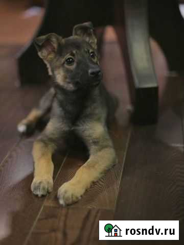 Собака Новосибирск - изображение 1